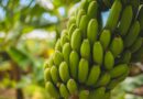 green banana fruits in tilt shift lens