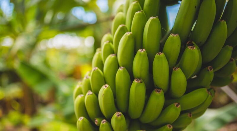 green banana fruits in tilt shift lens