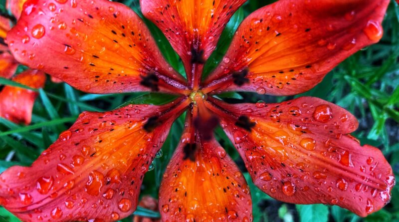 a close up of a flower with water droplets on it