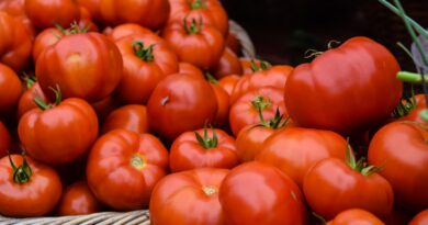 orange tomatoes