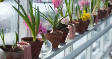 flower plants on windowsill