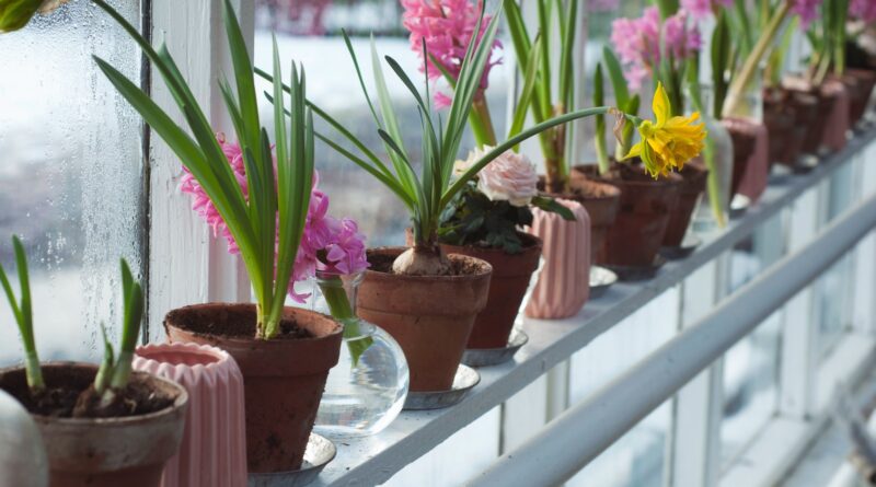 flower plants on windowsill