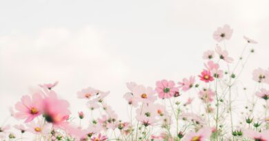 pink and white flowers under white sky during daytime