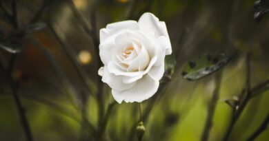 white rose in bloom during daytime