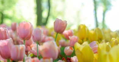 depth photography of pink and yellow tulip flowers