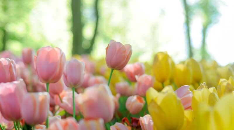 depth photography of pink and yellow tulip flowers