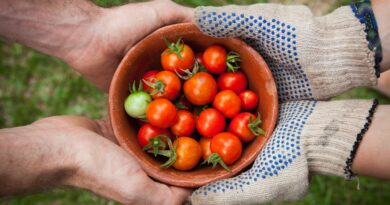 bowl of tomatoes served on person hand