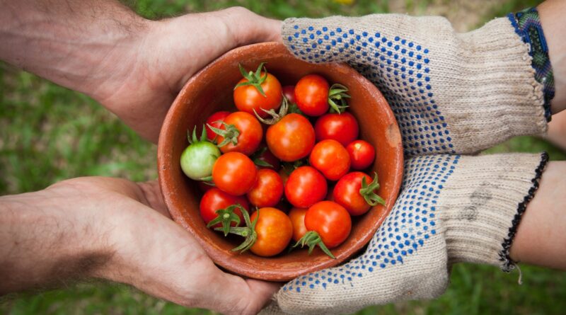 bowl of tomatoes served on person hand