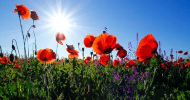 red poppy flower field at daytime