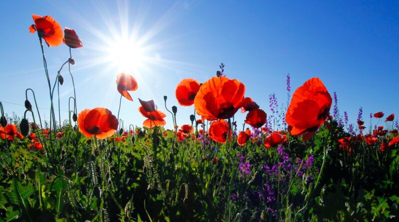 red poppy flower field at daytime