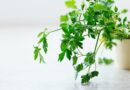 closeup photo of green leafed plant