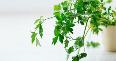 closeup photo of green leafed plant