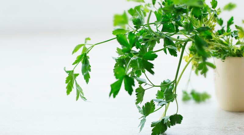 closeup photo of green leafed plant