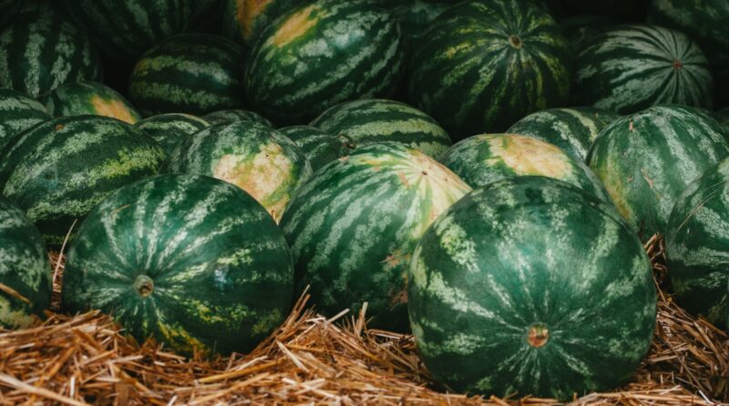 a pile of watermelons sitting on top of hay